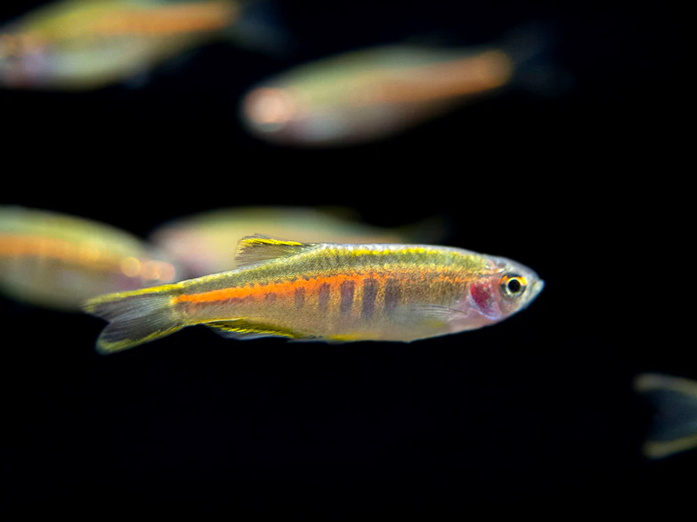 Glowlight Danio (Celestichthys choprae), Tank-Bred! - Nestor' Aquariums & Pets