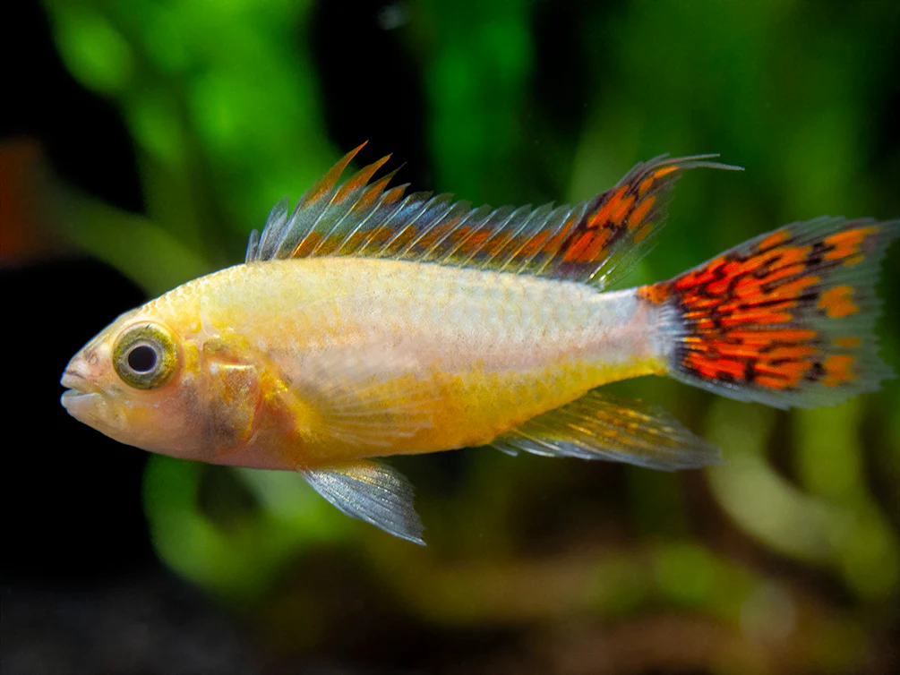 Platinum Double Red Cockatoo Dwarf Cichlid (Apistogramma cacatuoides) - TANK-BRED!!! - Nestor' Aquariums & Pets