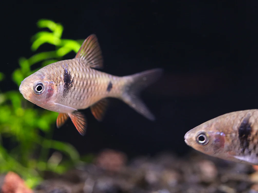 Odessa Barb (Pethia padamya) - Tank-Bred - Nestor' Aquariums & Pets