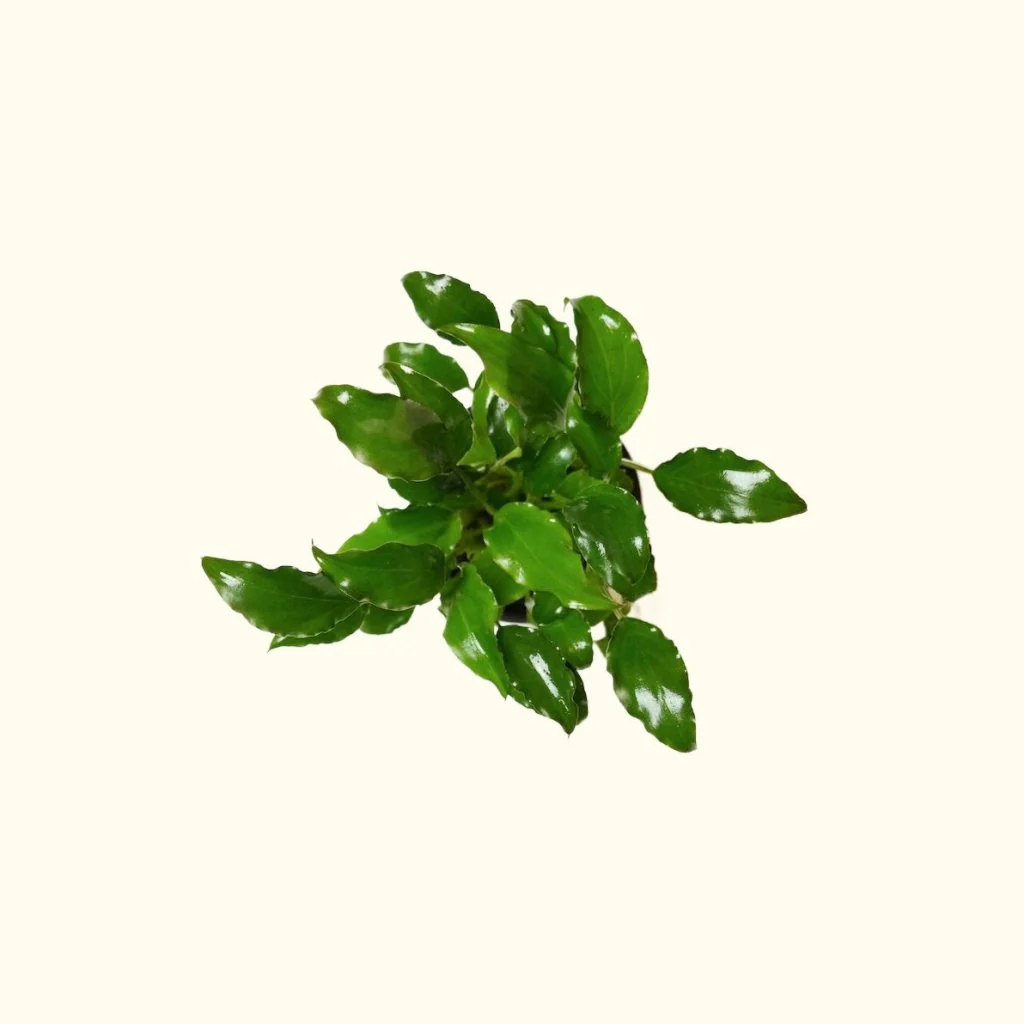 Schismatoglottis Prietoi - Nestor' Aquariums & Pets