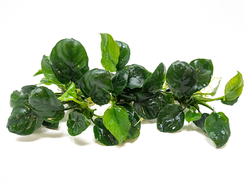 Gold Coin Anubias (Anubias barteri “Round Leaf”), Bare Root - Nestor' Aquariums & Pets