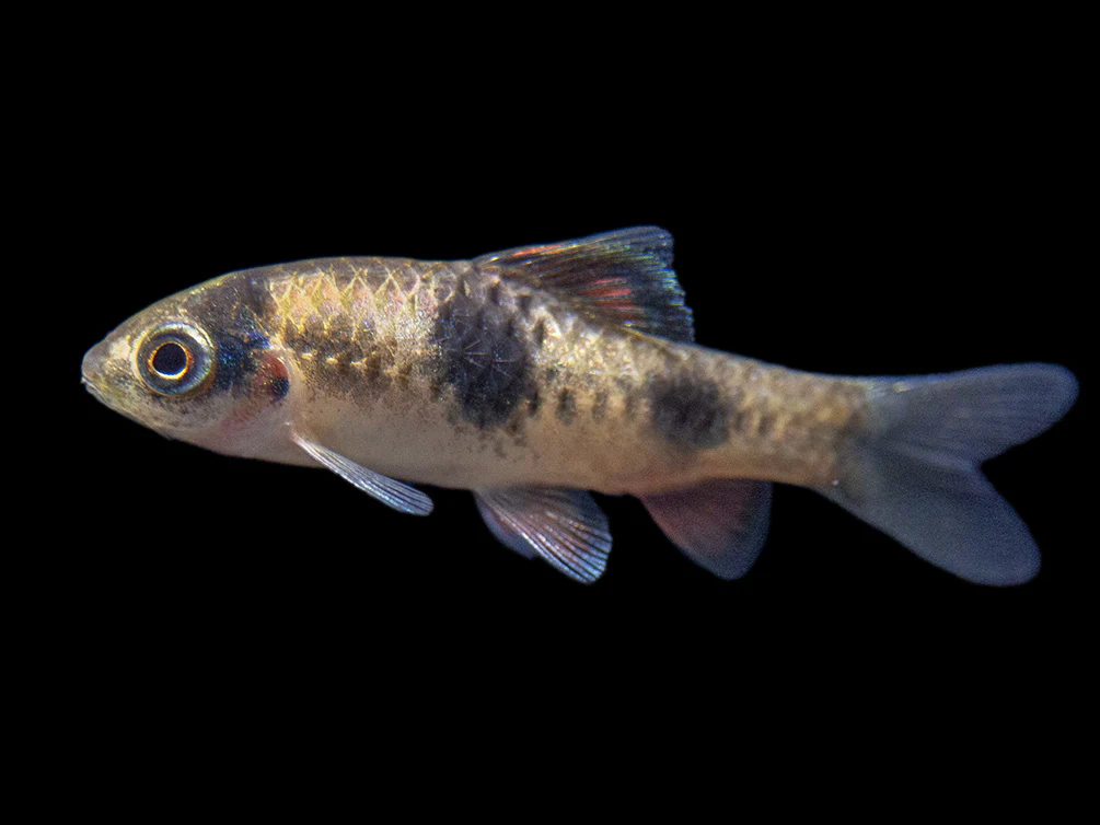 Red Panda AKA Melon Barb (Haludaria fasciata), Tank-Bred - Nestor' Aquariums & Pets