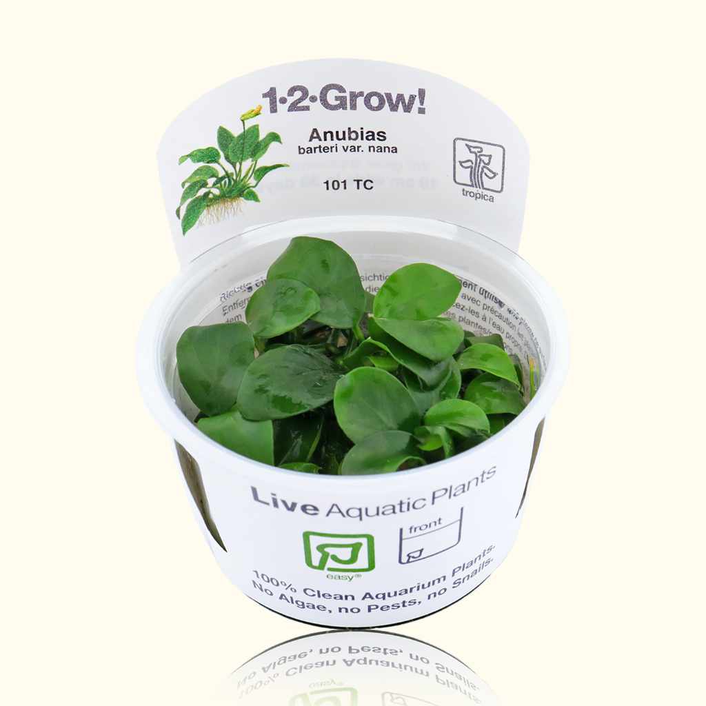 Anubias Barteri Nana Tissue Culture - Nestor' Aquariums & Pets