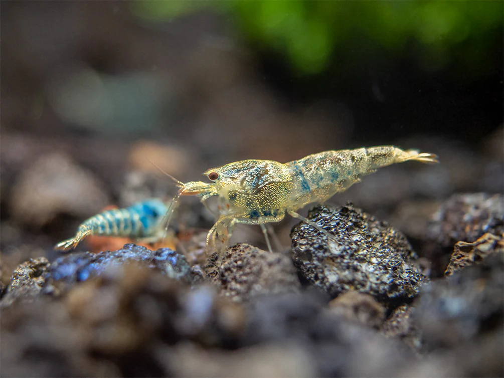 Blue Bolt Shrimp (Caridina cantonensis var. “Blue Bolt”), A-S Grade, Tank-Bred - Nestor' Aquariums & Pets