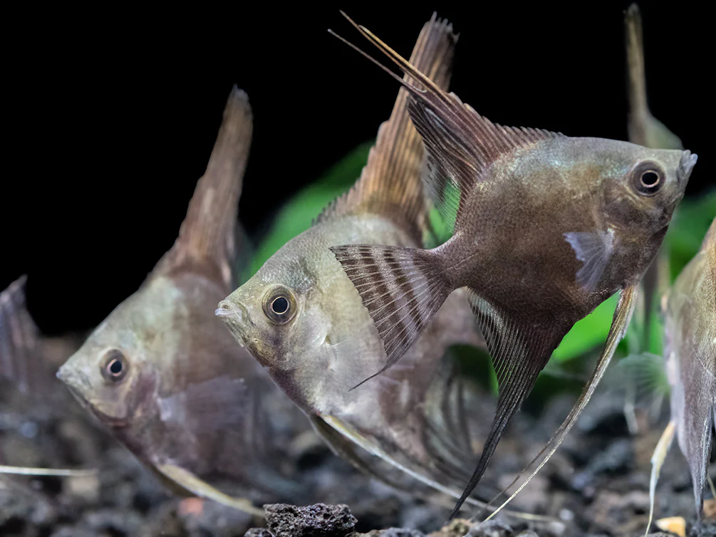 Philippine Blue Smokey Angelfish (Pterophyllum scalare) - TANK-BRED! - Nestor' Aquariums & Pets