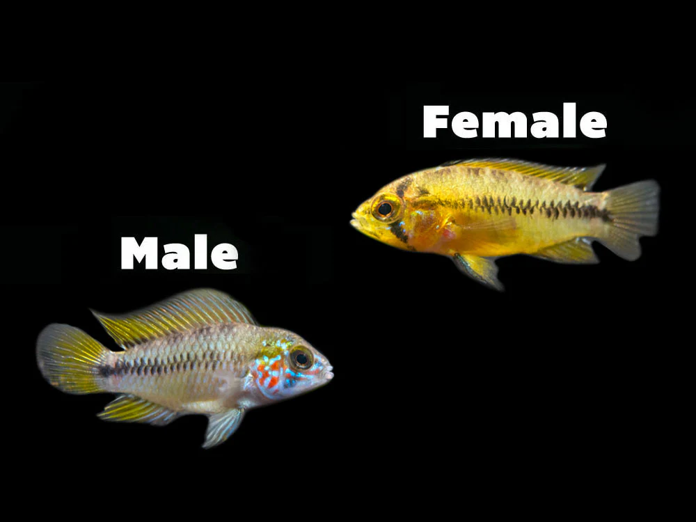 Opal Umbrella Borelli Dwarf Cichlid (Apistogramma borellii 