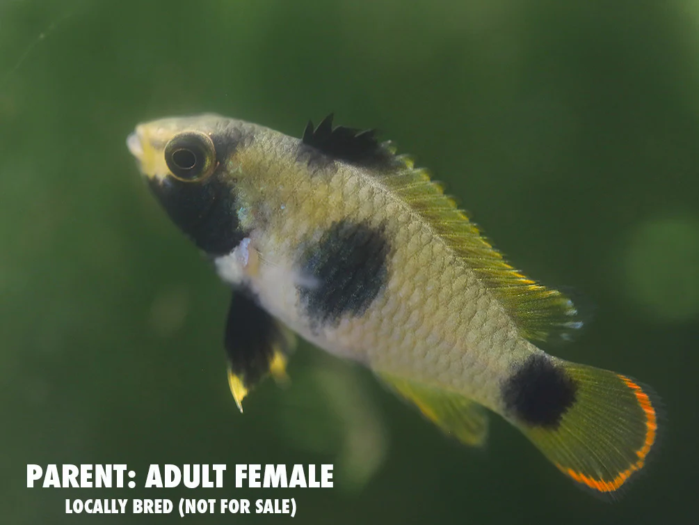 Panda Dwarf Cichlid (Apistogramma nijsseni) - Nestor' Aquariums & Pets