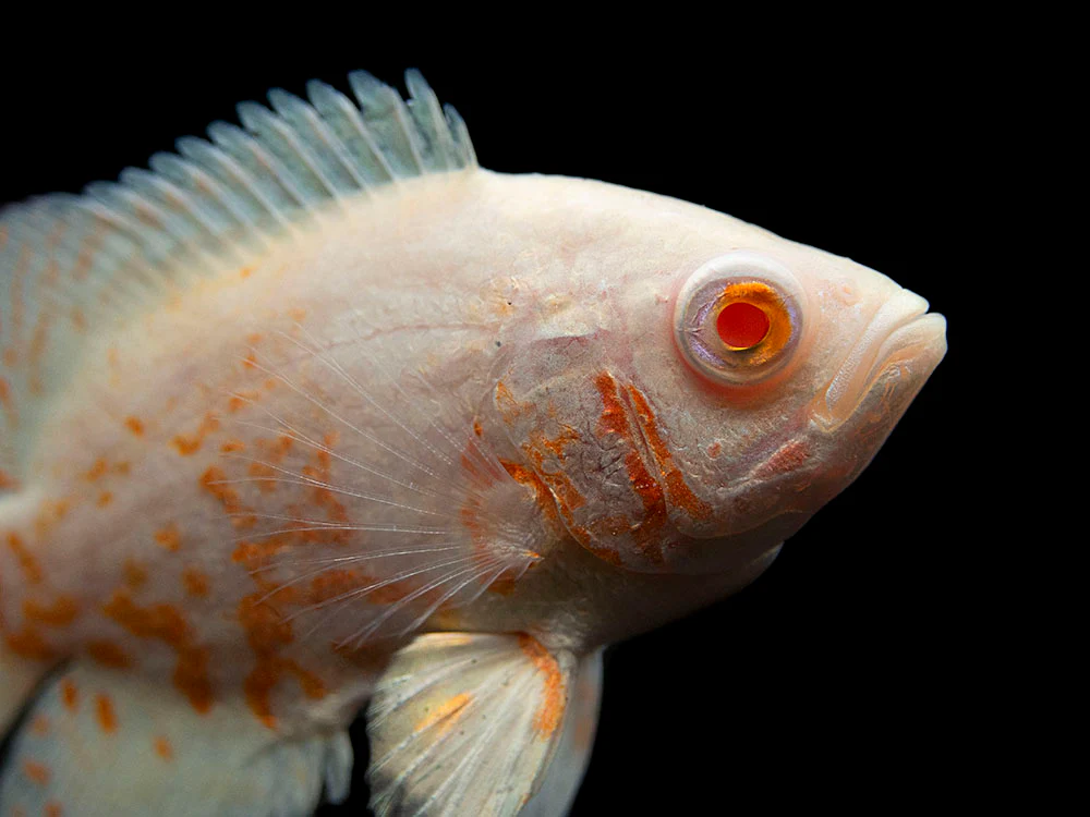 Albino Tiger Oscar (Astronotus ocellatus), Tank-Bred - Nestor' Aquariums & Pets
