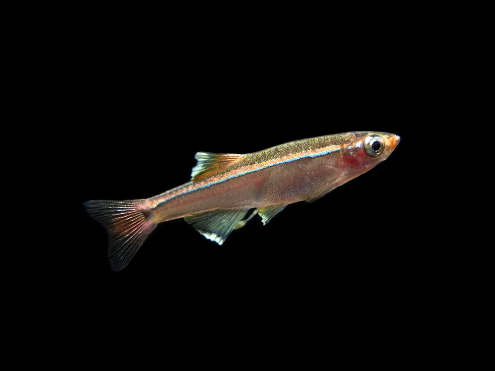 White Cloud Mountain Minnow (Tanichthys albonubes), Tank-Bred - Nestor' Aquariums & Pets