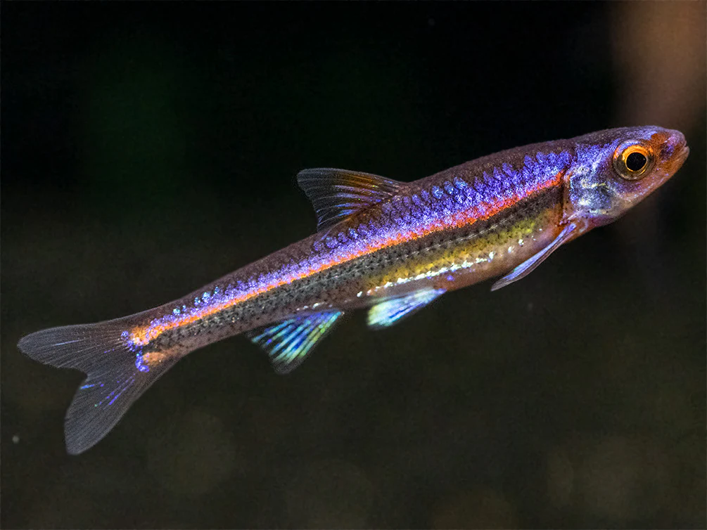 Rainbow Shiner (Notropsis chrosomus), Tank-Bred - Nestor' Aquariums & Pets