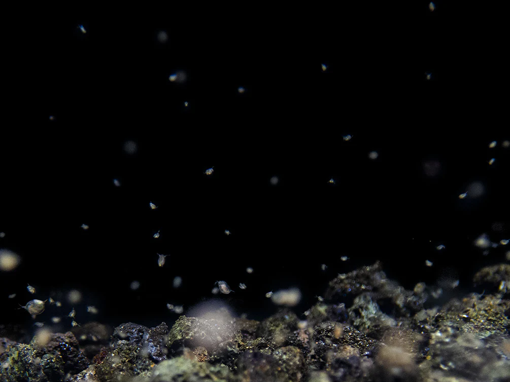 Live Daphnia AKA Water Flea (Daphnia magna) Culture - Aquatic Arts - Nestor' Aquariums & Pets