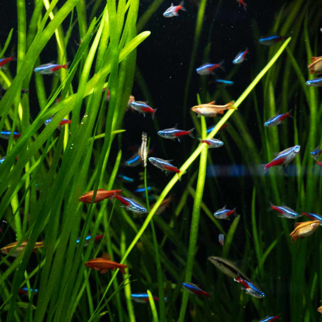Vallisneria - Nestor' Aquariums & Pets
