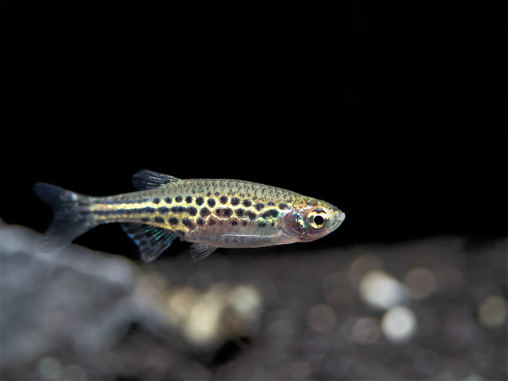 Gold Ring Danio (Brachydanio tinwini) - Nestor' Aquariums & Pets