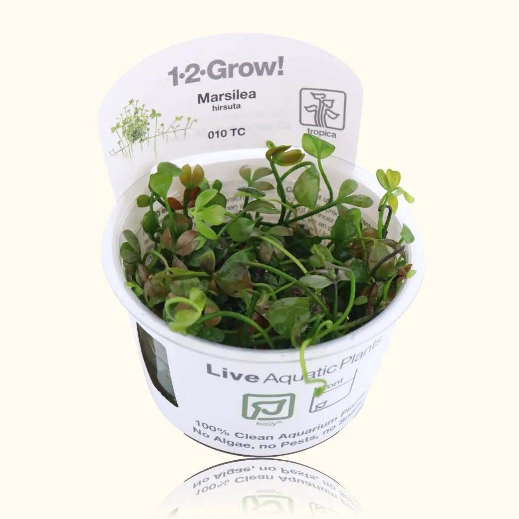 Marsilea Hirsuta Tissue Culture - Nestor' Aquariums & Pets
