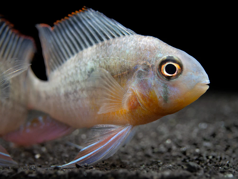 Bolivian Ram Dwarf Cichlid (Mikrogeophagus altispinosus), Tank-Bred - Nestor' Aquariums & Pets