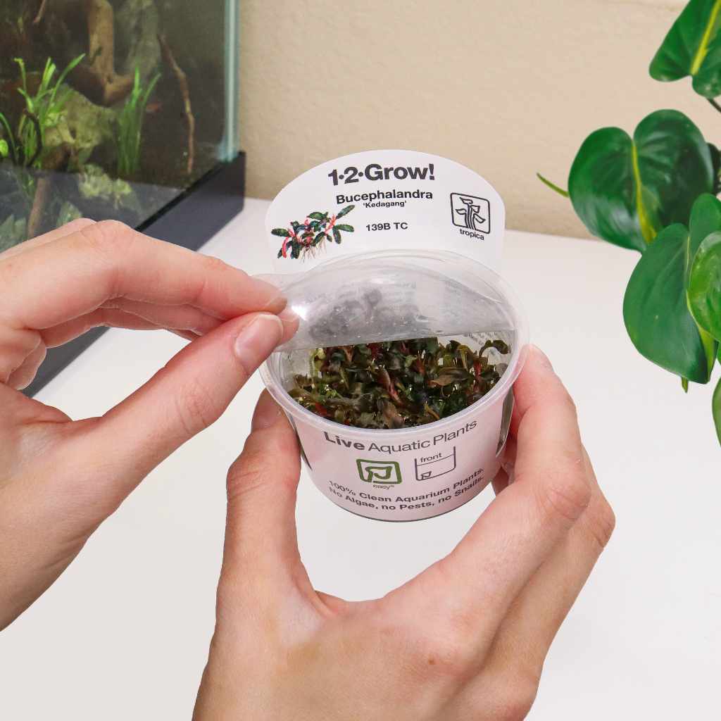 Bucephalandra Kedagang Tissue Culture - Nestor' Aquariums & Pets