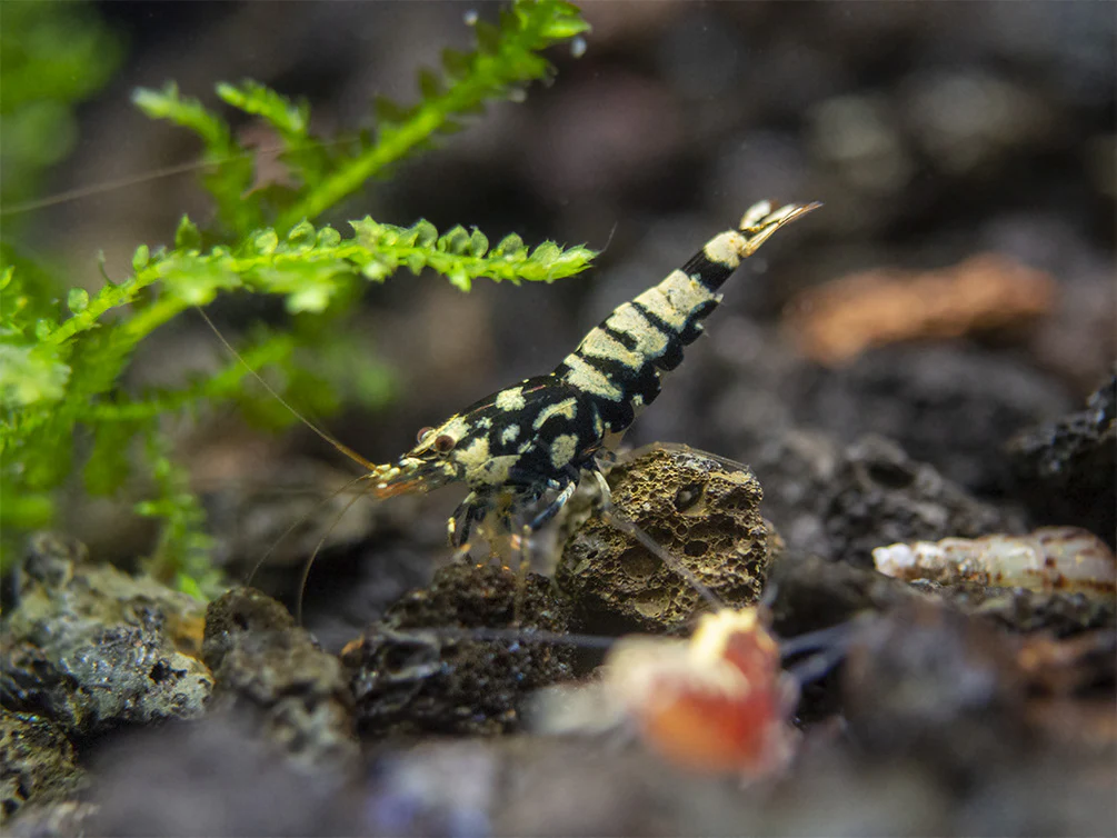 Black Galaxy Pinto Shrimp (Caridina cantonensis, A Grade), Tank-Bred - Nestor' Aquariums & Pets