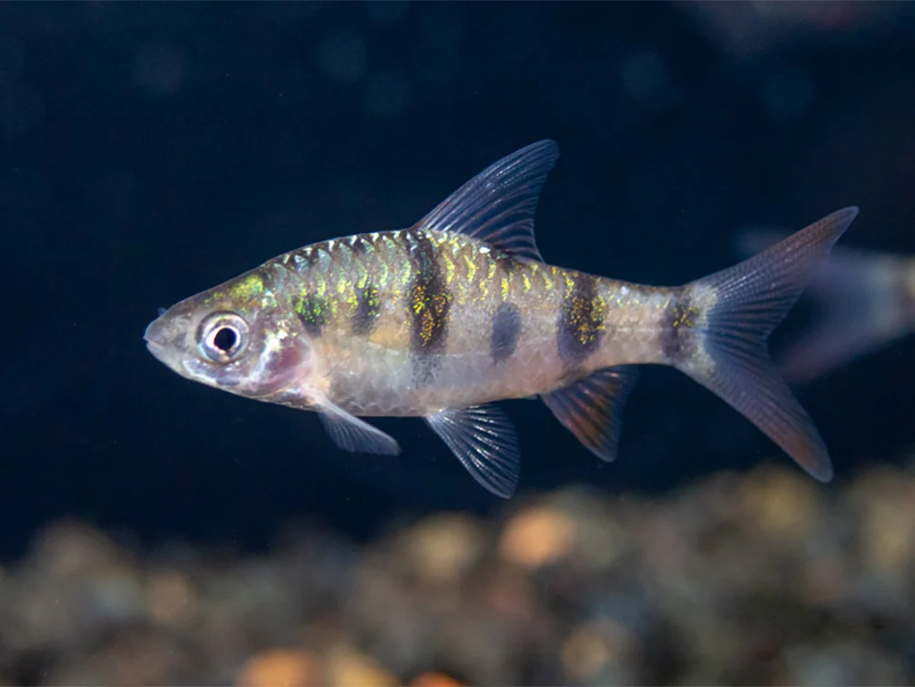 Tambraparni Barb (Puntius tambraparniei) - Nestor' Aquariums & Pets
