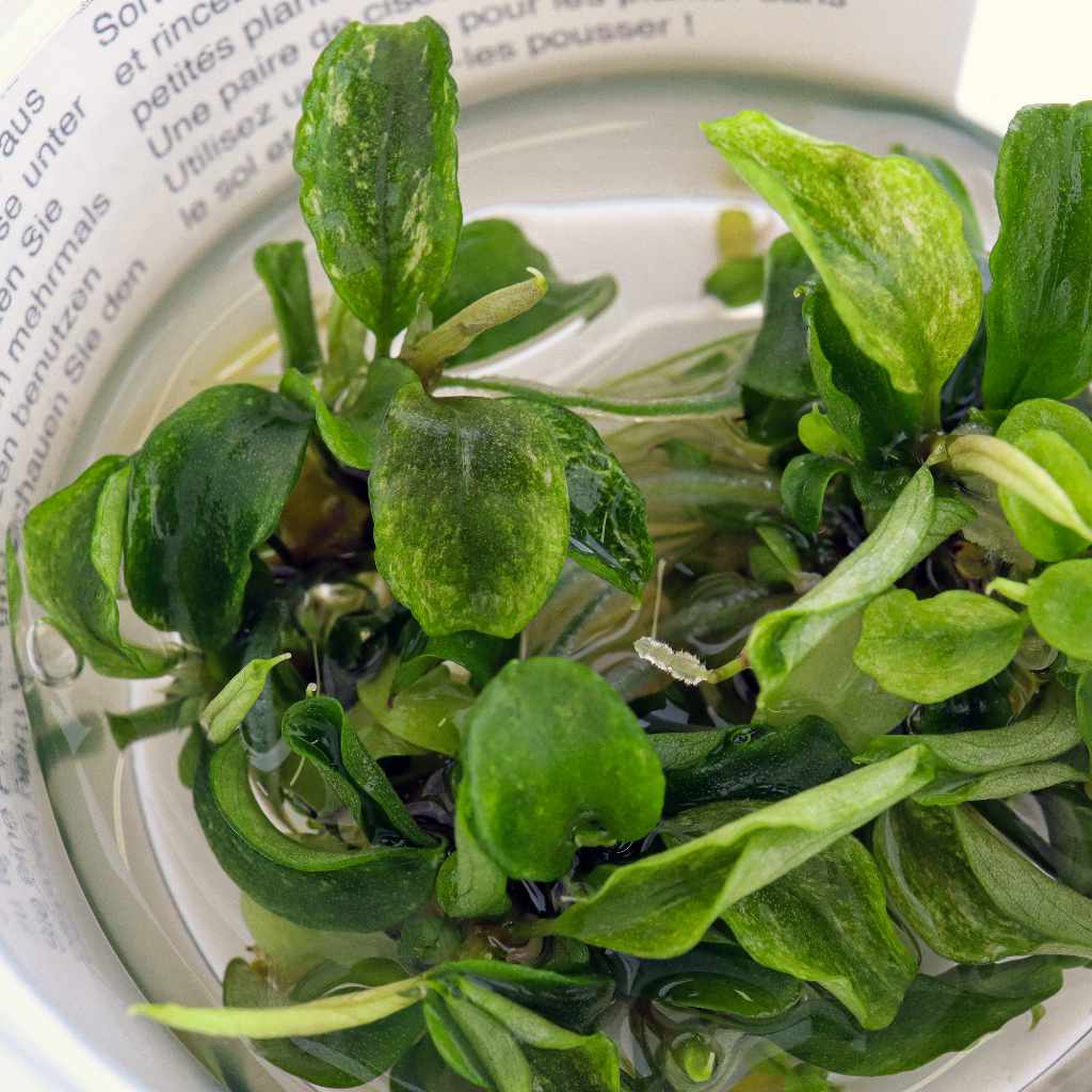 Bucephalandra Pygmaea 'Bukit Kelam' Tissue Culture - Nestor' Aquariums & Pets