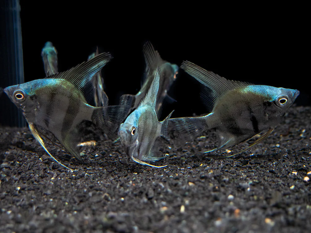 Blue Diamond Angelfish (Pterophyllum scalare) - Tank-Bred! - Nestor' Aquariums & Pets