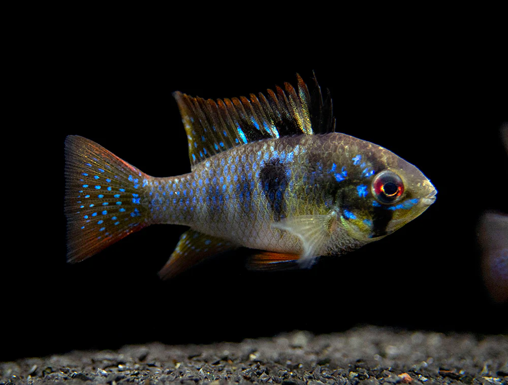 German Black Ram Dwarf Cichlid (Mikrogeophagus ramirezi 
