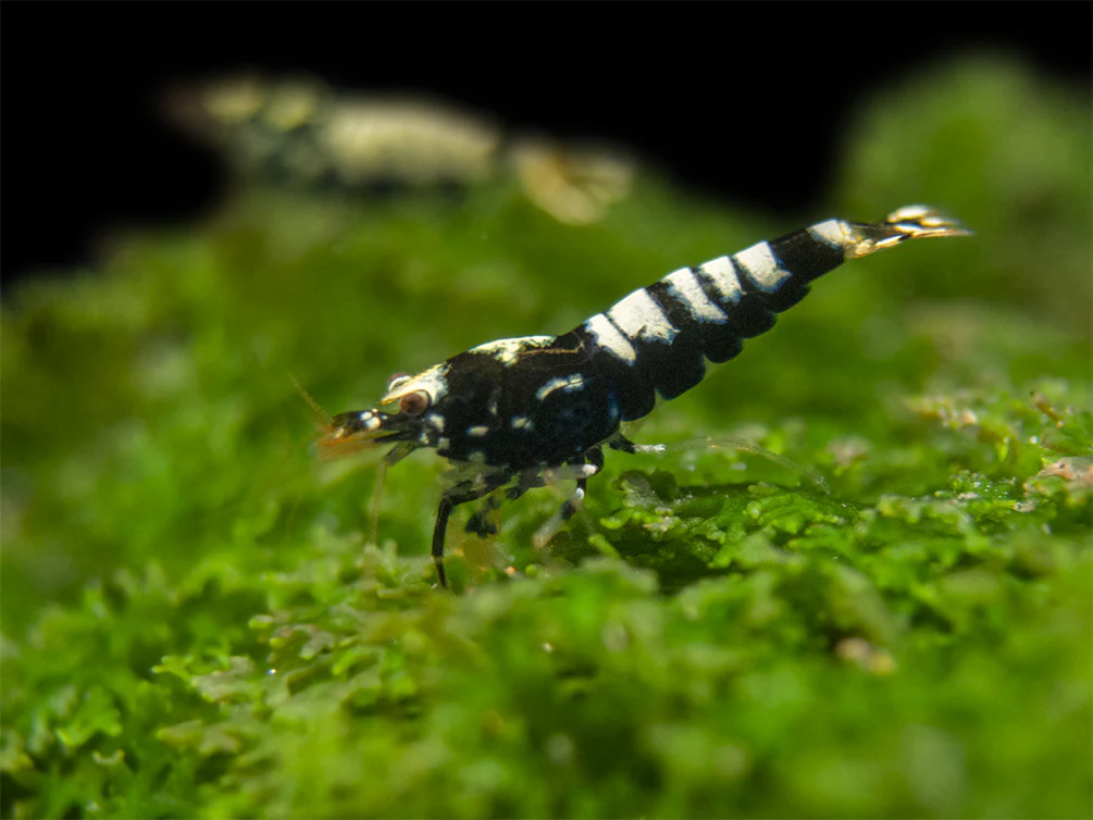Black Galaxy Pinto Shrimp (Caridina cantonensis, A Grade), Tank-Bred - Nestor' Aquariums & Pets