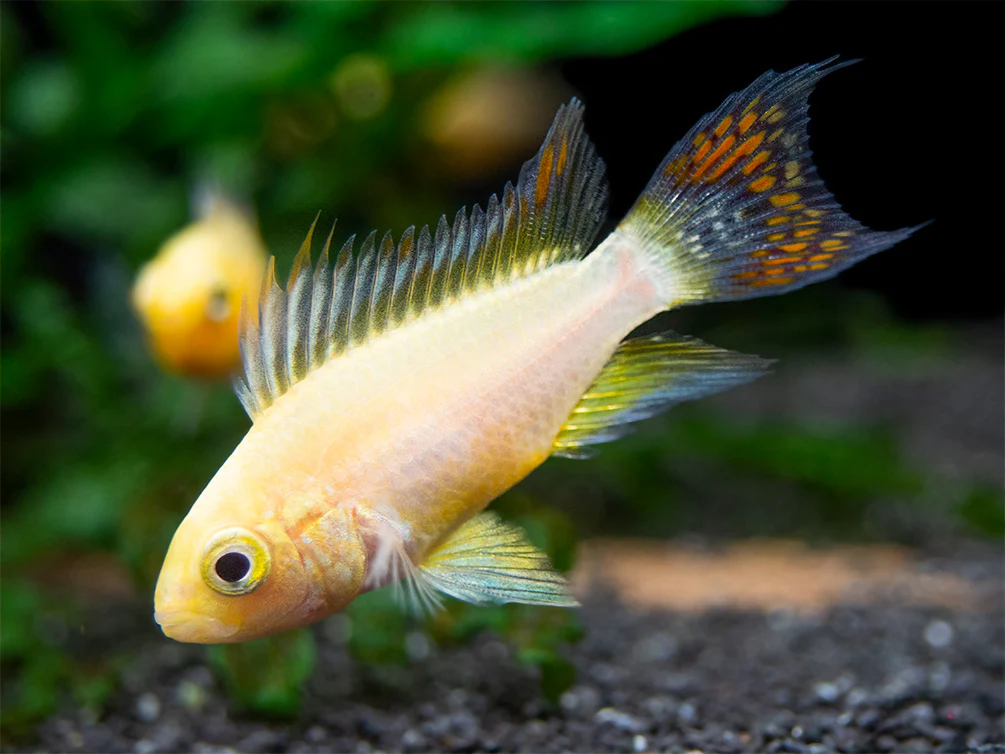 Platinum Double Red Cockatoo Dwarf Cichlid (Apistogramma cacatuoides) - TANK-BRED!!! - Nestor' Aquariums & Pets