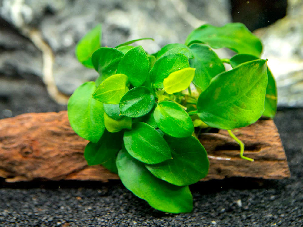 Petite Anubias Nana (Anubias barteri var. “Petite Nana”) on 2+ inch Driftwood - Nestor' Aquariums & Pets
