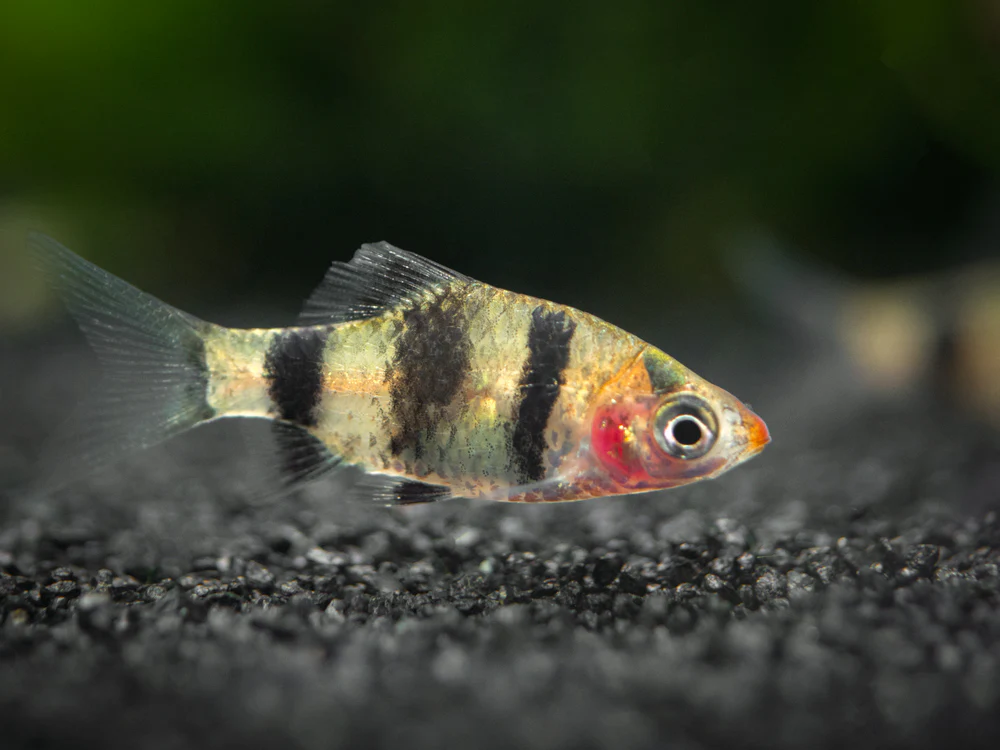 Black Ruby Barb (Pethia nigrofasciata), Tank-Bred!!! - Nestor' Aquariums & Pets