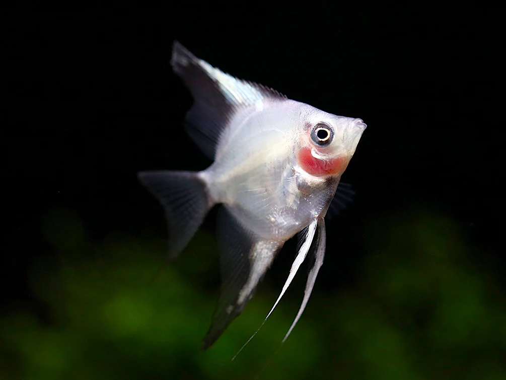 Blushing Blue Ghost Angelfish (Pterophyllum scalare) – Tank Bred - Nestor' Aquariums & Pets