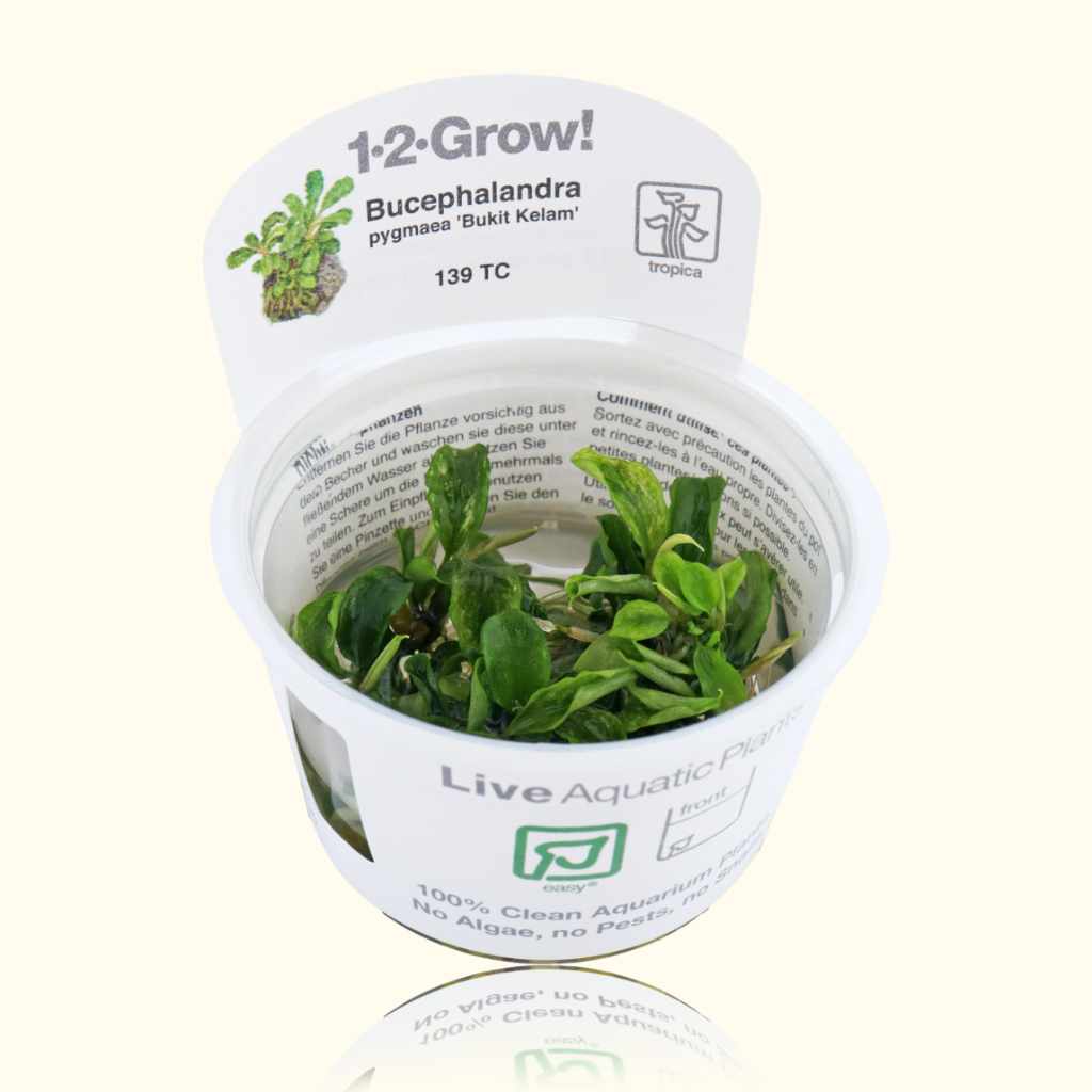 Bucephalandra Pygmaea 'Bukit Kelam' Tissue Culture - Nestor' Aquariums & Pets