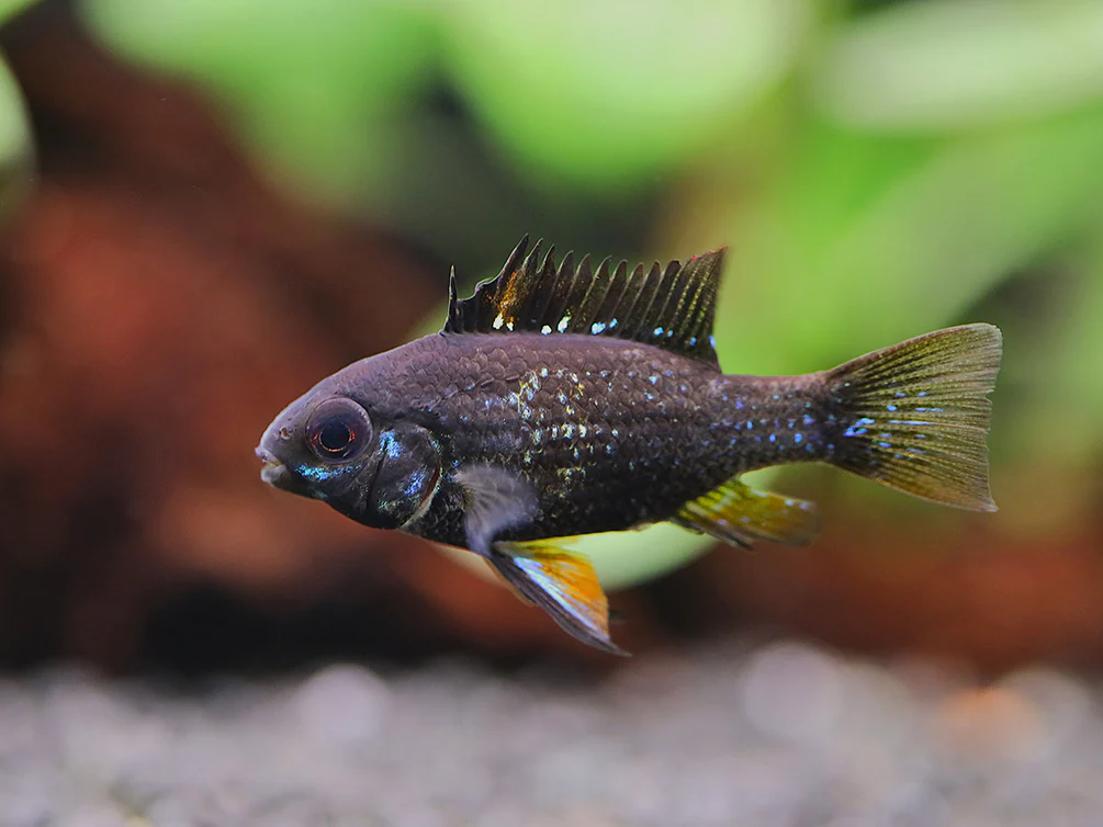 Jet Black Ram Cichlid (Mikrogeophagus ramirezi var. “Jet Black”) - Tank Bred - Nestor' Aquariums & Pets