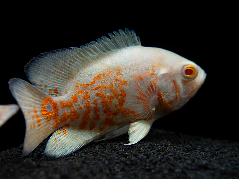Albino Tiger Oscar (Astronotus ocellatus), Tank-Bred - Nestor' Aquariums & Pets