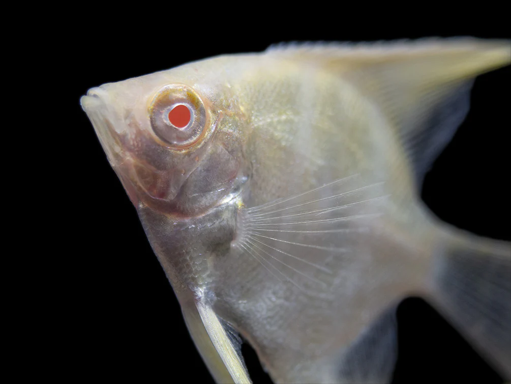 Albino Peruvian Altum Angelfish (Pterophyllum scalare 