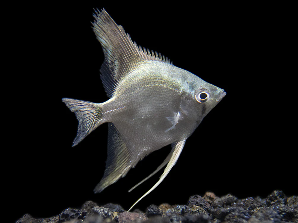 Belem Sky Blue Angelfish (Pterophyllum scalare) - Tank-Bred - Nestor' Aquariums & Pets