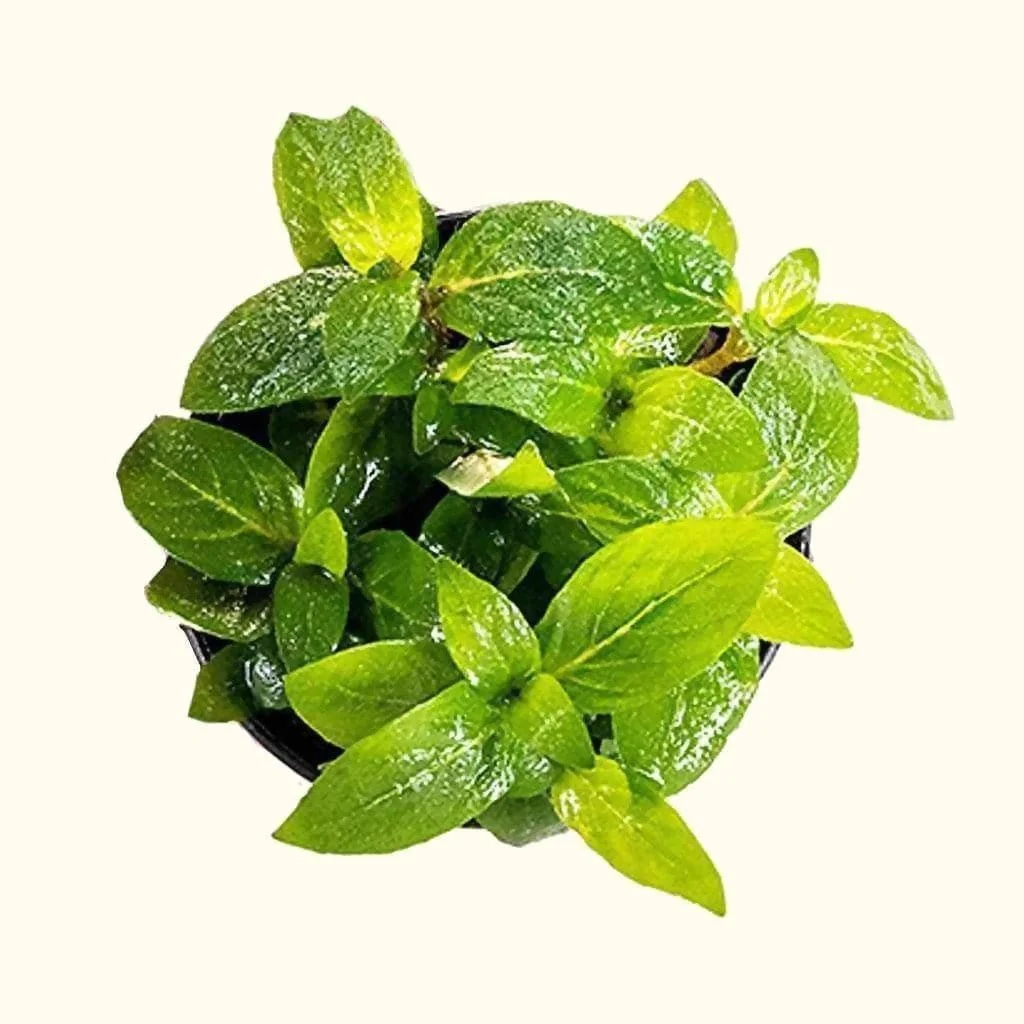Staurogyne Repens - Nestor' Aquariums & Pets