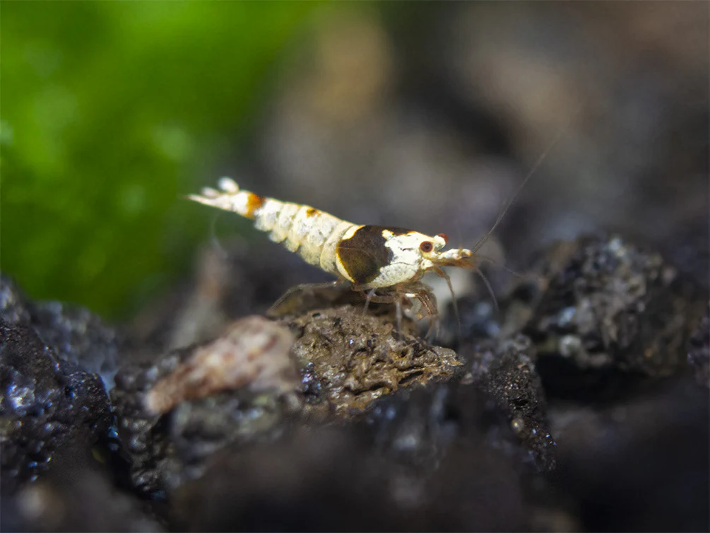 Crystal Shrimp Combo Pack, Tank-Bred - Nestor' Aquariums & Pets