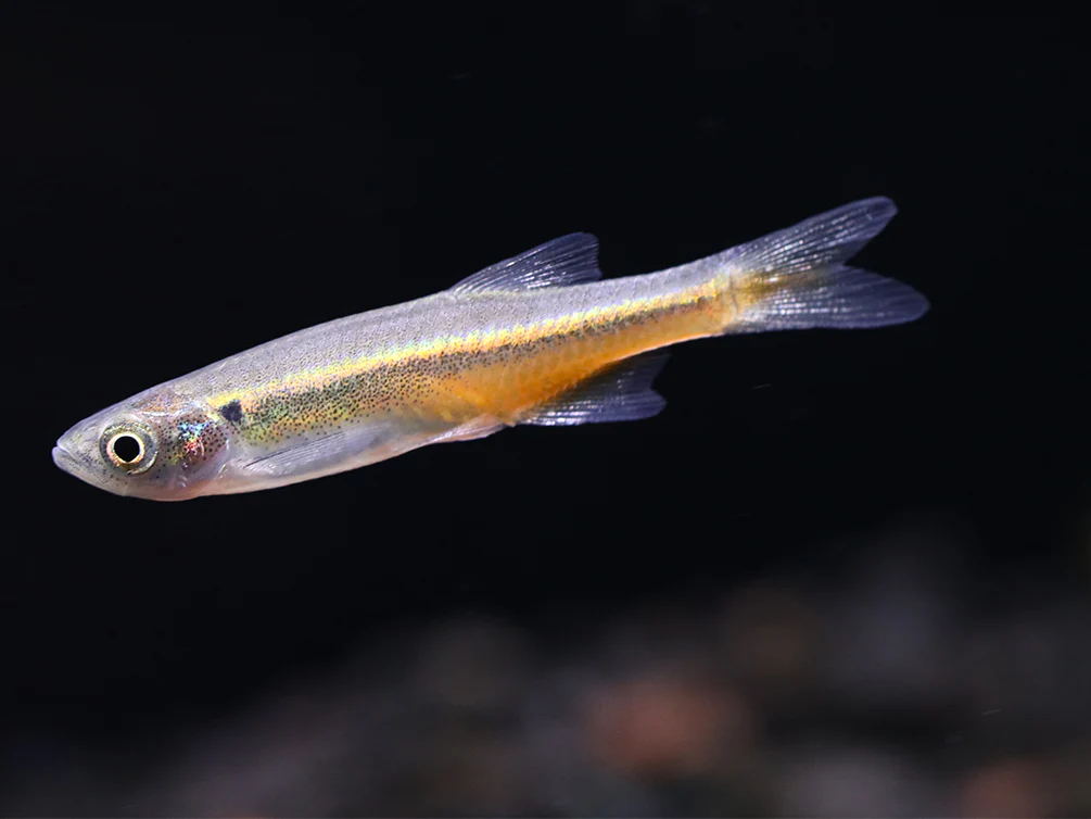 Fireline Danio (Devario sondhii) - Nestor' Aquariums & Pets
