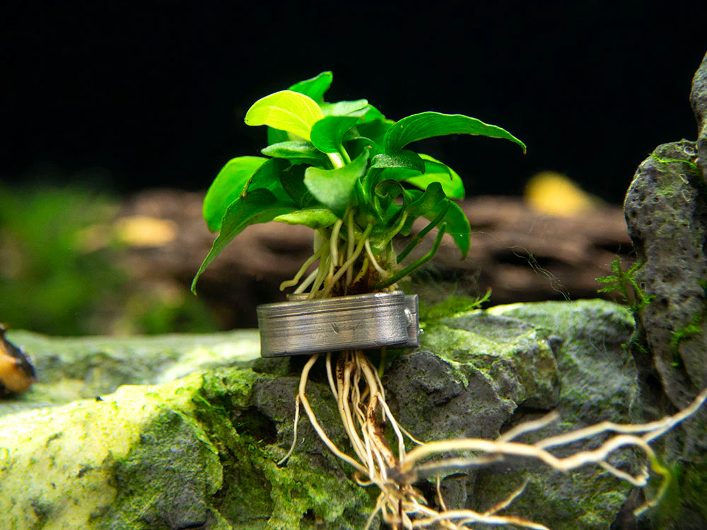 Petite Anubias Nana (Anubias barteri var. “Petite Nana”), Bare Root - Nestor' Aquariums & Pets