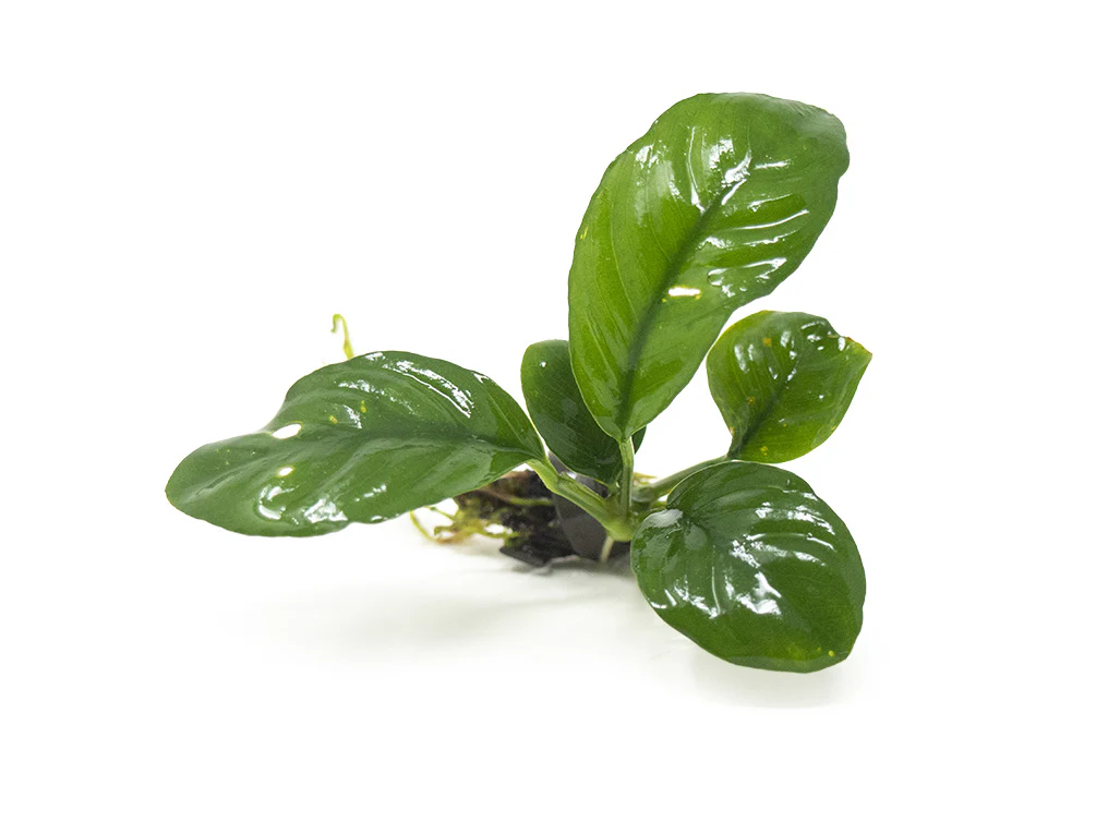 Anubias Beginner Combo Pack - Nestor' Aquariums & Pets