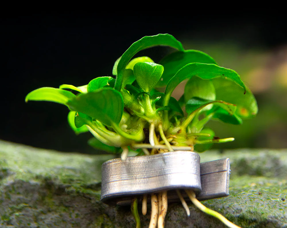Petite Anubias Nana (Anubias barteri var. “Petite Nana”), Bare Root - Nestor' Aquariums & Pets