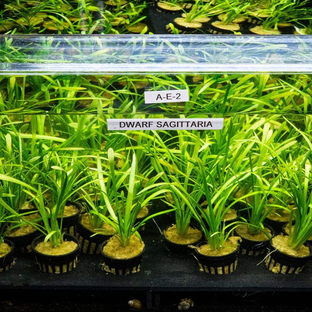 Dwarf Sagittaria - Nestor' Aquariums & Pets