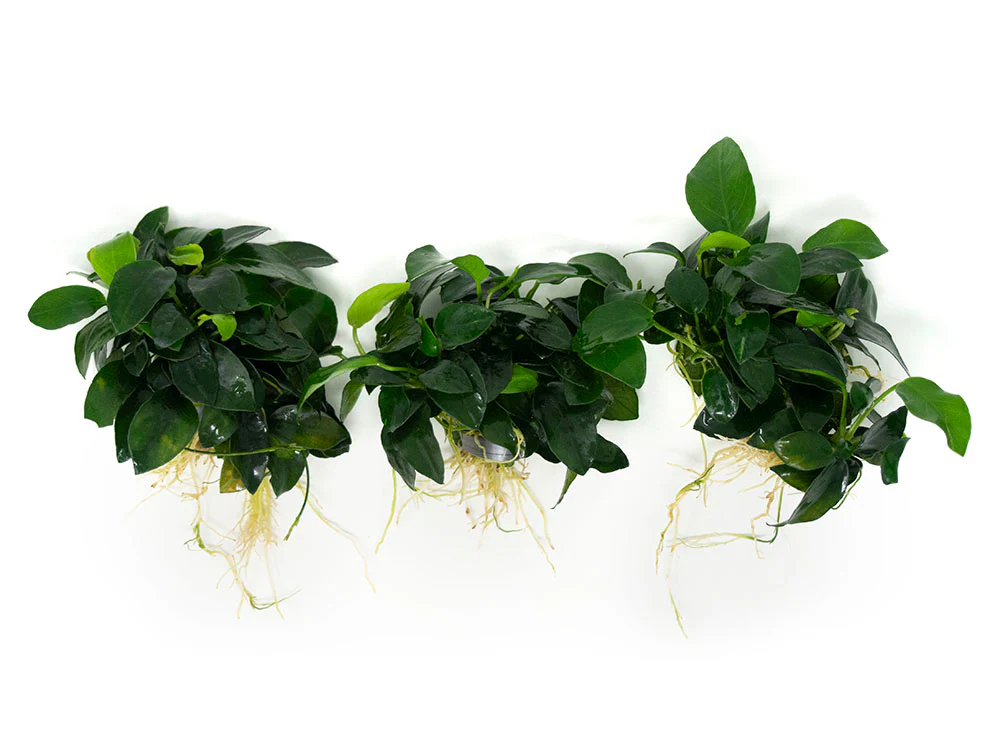 Petite Anubias Nana (Anubias barteri var. “Petite Nana”), EXTRA LARGE, Bare Root - Nestor' Aquariums & Pets
