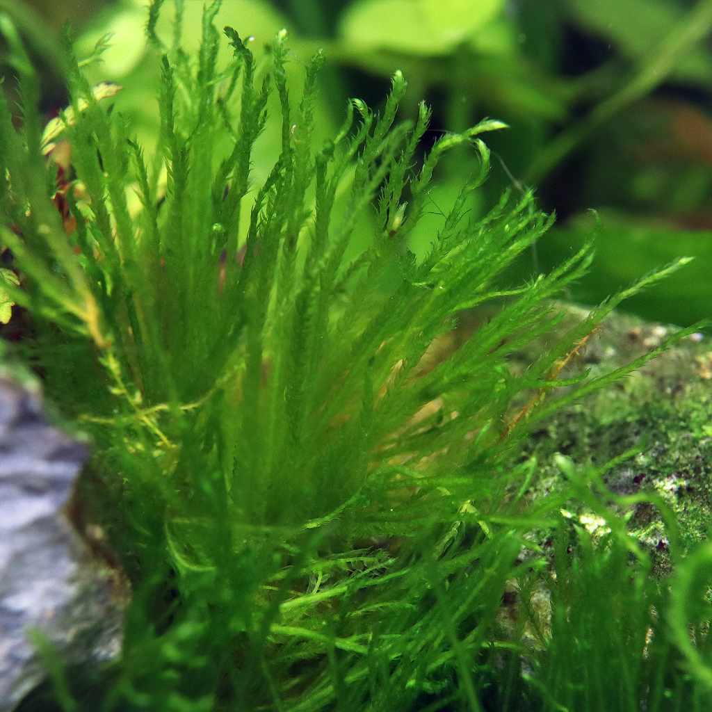 Taxiphyllum 'Spiky Moss' Tissue Culture - Nestor' Aquariums & Pets
