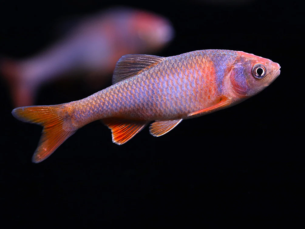 Red Shiner (Cyprinella lutrensis), Tank-Bred! - Nestor' Aquariums & Pets