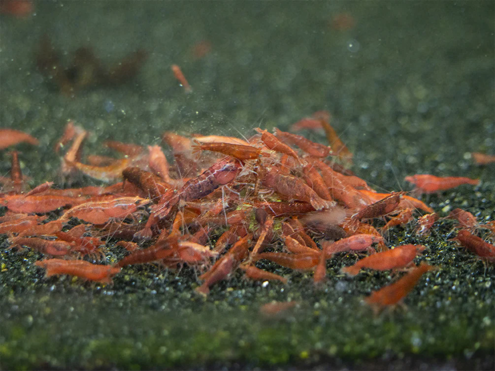 Shrimp Envy - Growth Envy Protein Shrimp Food - Nestor' Aquariums & Pets