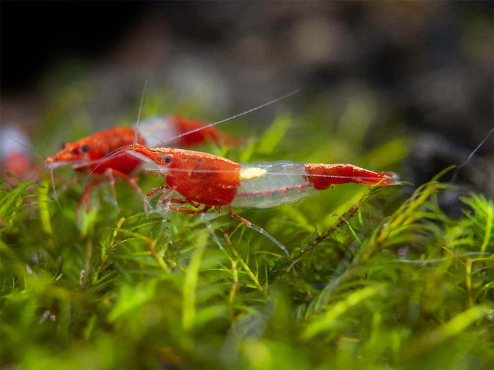 Red Rili Shrimp Breeder Combo Box - Nestor' Aquariums & Pets