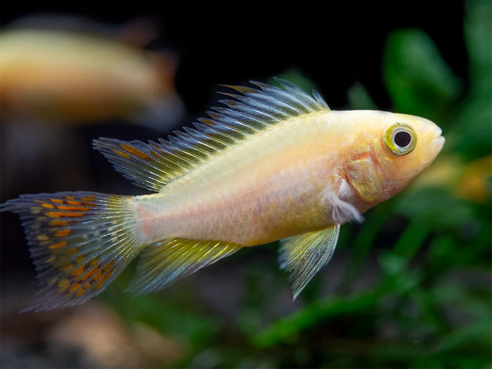 Platinum Double Red Cockatoo Dwarf Cichlid (Apistogramma cacatuoides) - TANK-BRED!!! - Nestor' Aquariums & Pets