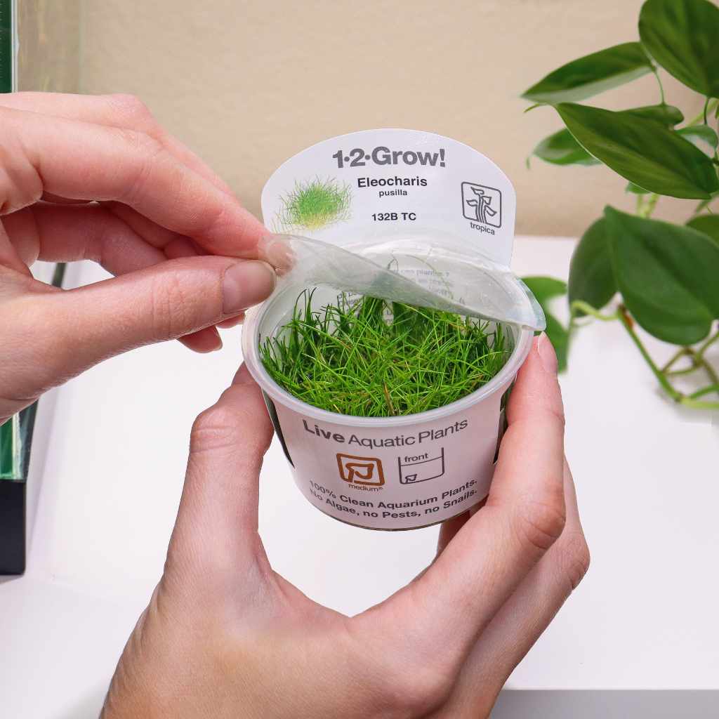 Eleocharis Pusilla 'Mini' Tissue Culture - Nestor' Aquariums & Pets