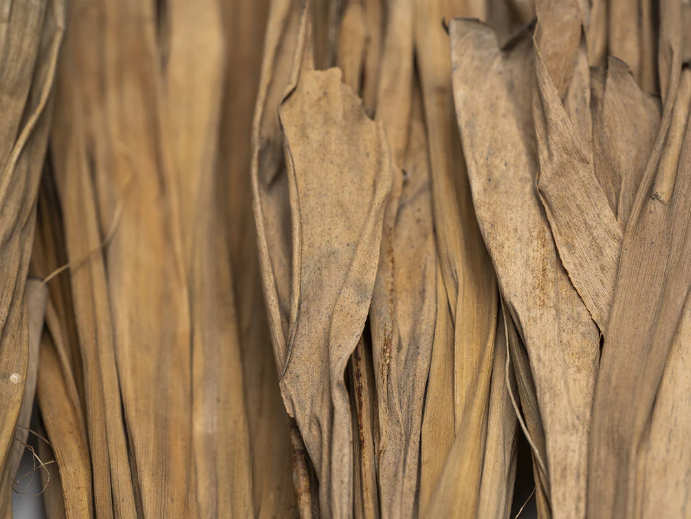 Banana Leaves - Nestor' Aquariums & Pets